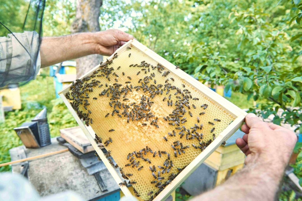 Journey of beeswax candle making